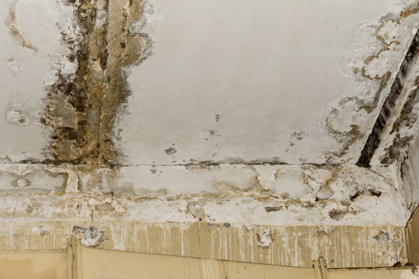 Best Indoor Air Quality Assessment  in Clarence, IA