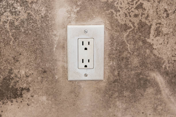 Best Commercial Mold Inspection  in Clarence, IA